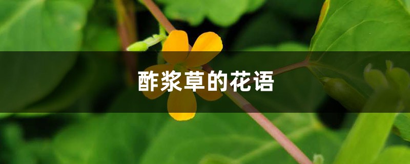 酢浆草的花语是什么,有哪些传说故事?