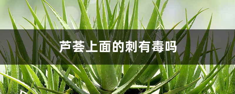 芦荟上面的刺有没有毒,不小心扎到怎么办?