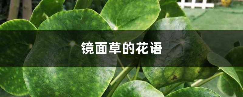 镜面草有哪些花语和寓意,适合送人吗?