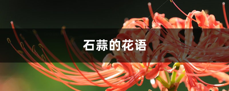 石蒜的花语和寓意是什么,有哪些传说故事?