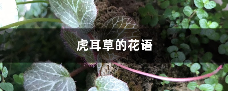 虎耳草的花语和寓意是什么,有哪些传说故事?