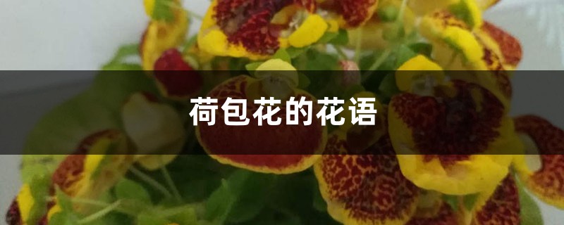 荷包花的花语和寓意是什么,有哪些传说故事?