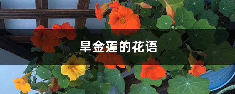 旱金莲的花语和寓意是什么,有哪些传说故事?