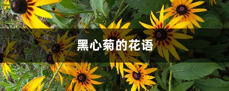 黑心菊的花语和寓意是什么,送人有哪些禁忌?