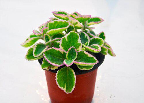 室内植物养护,如何正确修剪碰碰香?