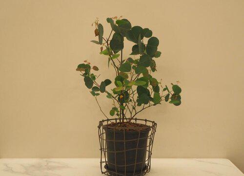 如何避免过量施肥对桉树的危害?