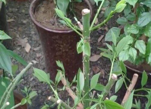 平安树剪枝的适宜时间,夏季是否可以剪枝?