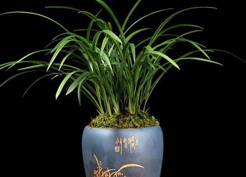 如何科学地给墨兰浇水,使其健康成长?