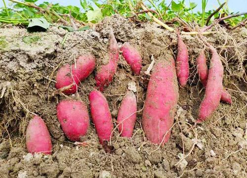 保鲜有妙招,如何让地瓜不发芽?