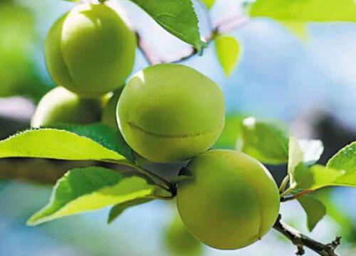 青梅成熟的时间和条件是什么?