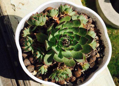 观音莲剪枝的工具选择和使用方法有哪些?