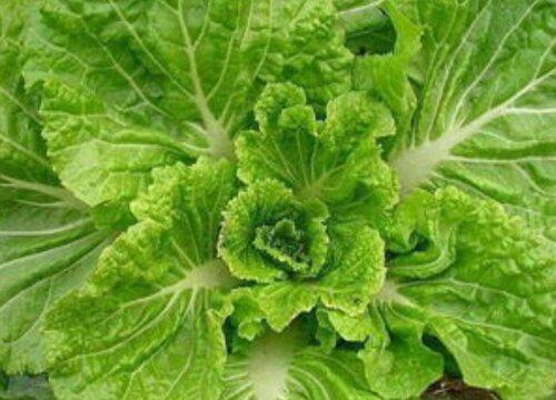 种白菜的重要性与肥料选择有哪些?