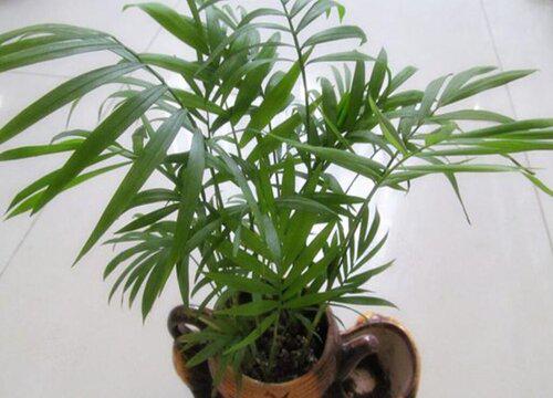 富贵椰子修剪的最佳时间是什么时候?