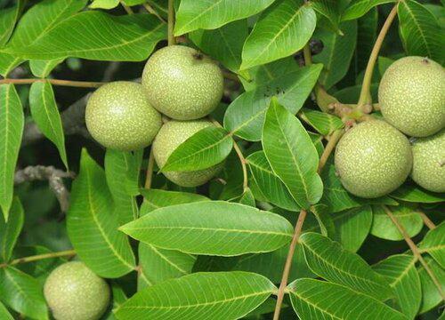 如何选址才能让核桃在南方生长良好?