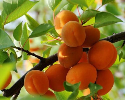 杏树开花后如何进行病虫害防治?