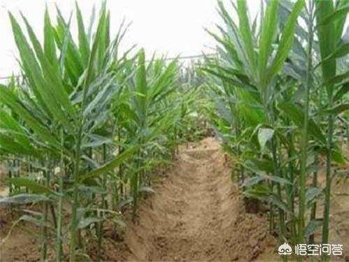 如何种植生姜避免死苗?