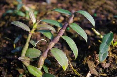 草皮石斛怎么分株图解分株时间及繁殖方法