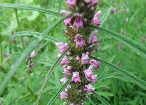 如何选择益母草种植时间?