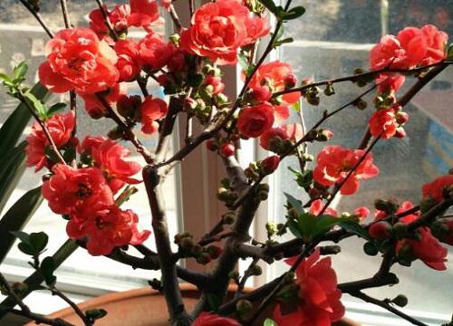 为什么海棠只在春季或秋季开花?夏季为什么不开花呢?