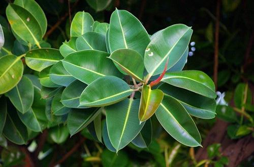 橡皮树的多种功效,除甲醛、美化环境还有哪些?