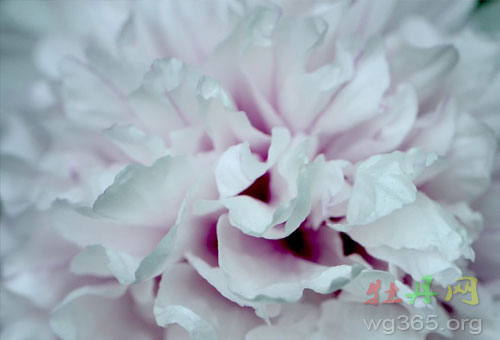 牡丹花下死,做鬼也风流 牡丹花下死,做鬼也风流