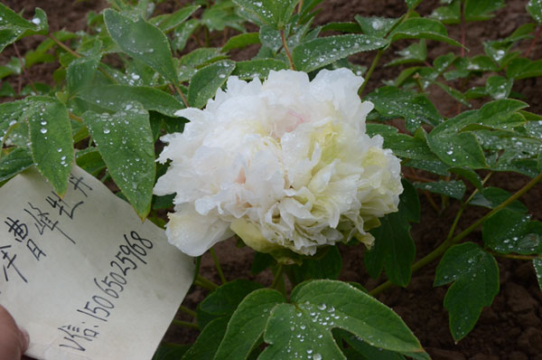 多肉艾伦的养殖方法