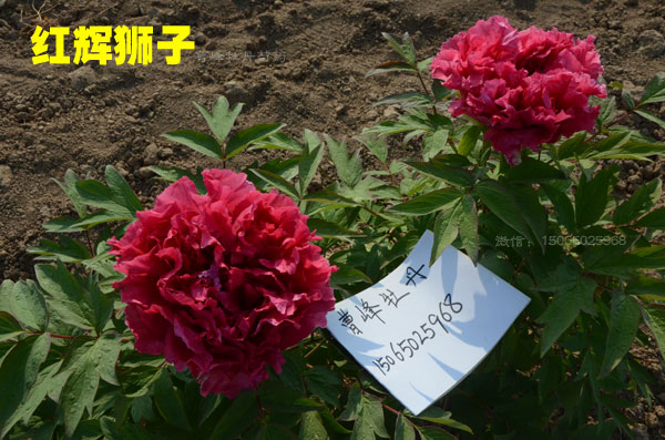 红辉狮子.jpg 红辉狮子.jpg