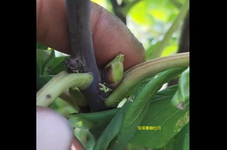 老芳纪牡丹.jpg 老芳纪牡丹.jpg