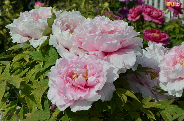 牡丹花什么样的人才能压得住Ta (3).jpg