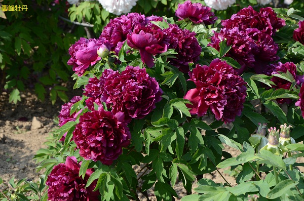 牡丹花什么样的人才能压得住Ta (1).jpg