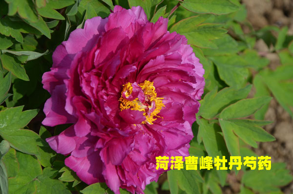 菏泽牡丹苗价格