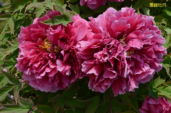 牡丹花什么样的人才能压得住Ta (2).jpg