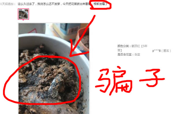 网上卖的假牡丹花苗.jpg 网上卖的假牡丹花苗.jpg