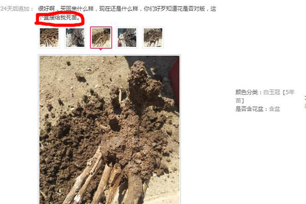 网上买的牡丹花苗.jpg 网上买的牡丹花苗.jpg