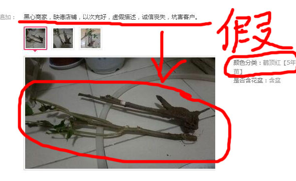 假牡丹花苗.jpg 假牡丹花苗.jpg