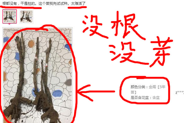 网上卖的牡丹花苗没根没芽.jpg 网上卖的牡丹花苗没根没芽.jpg