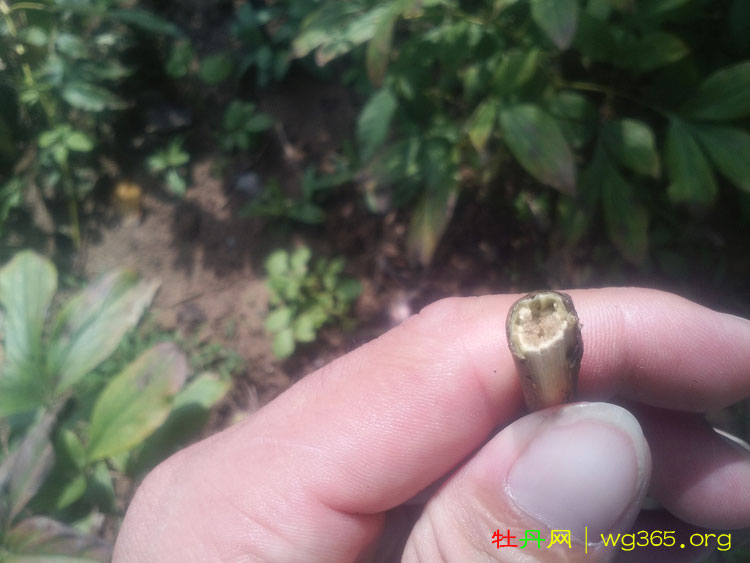 买的牡丹苗为什么是干支 (3).jpg