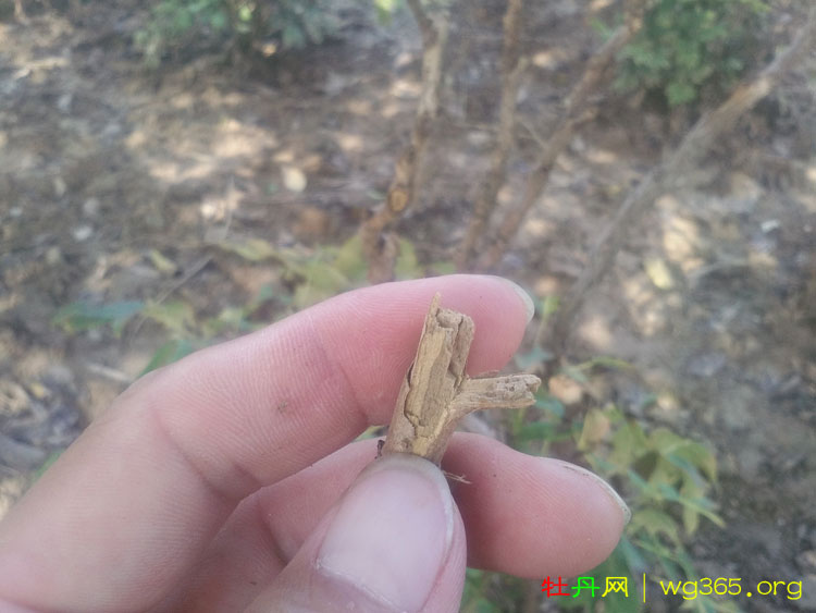 买的牡丹苗为什么是干支 (1).jpg