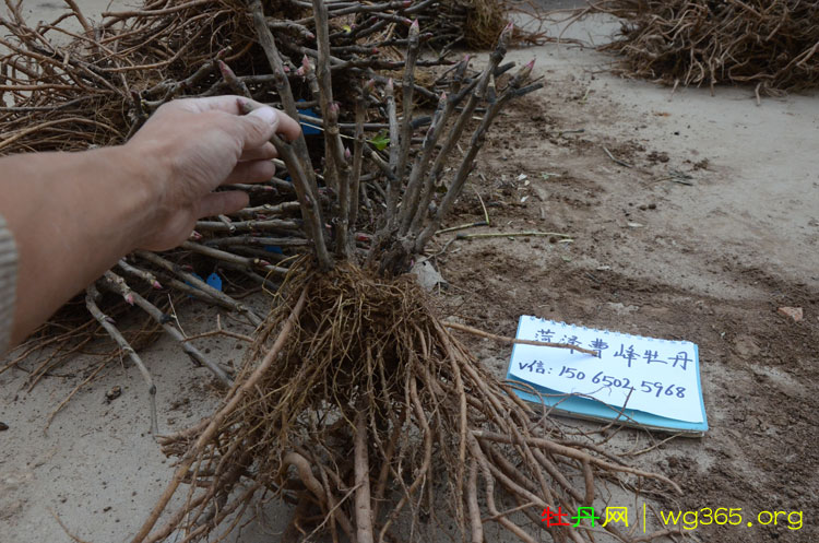 买的牡丹苗为什么是干支 (2).jpg