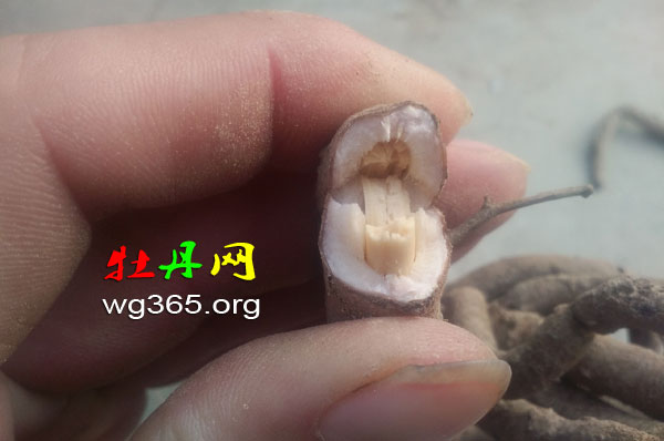 牡丹根06.jpg 牡丹根06.jpg