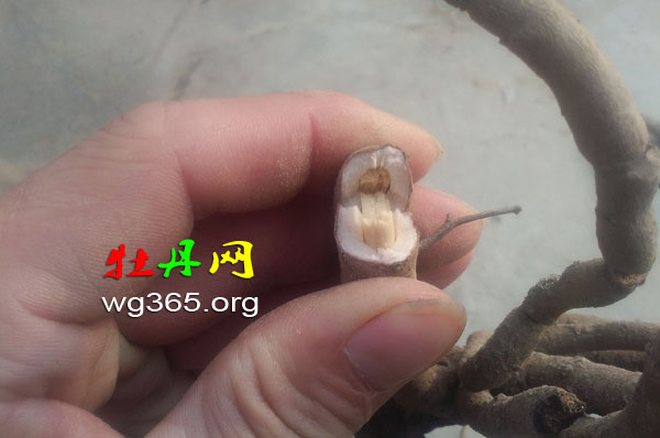 牡丹根01.jpg 牡丹根01.jpg