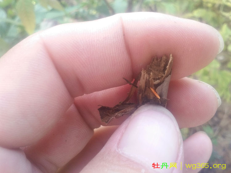 买的牡丹苗为什么是干支 (4).jpg