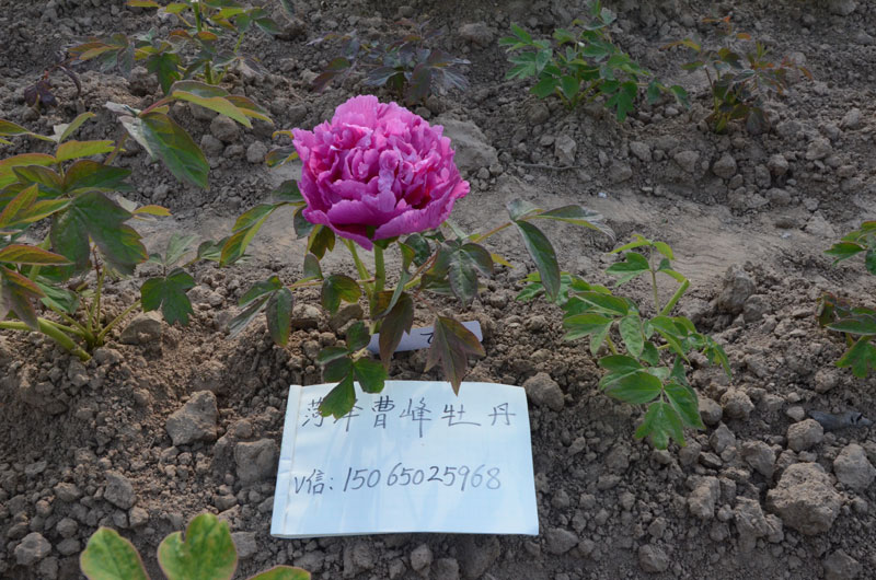 正宗魏紫牡丹图片 (6).jpg