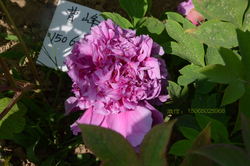 正宗魏紫牡丹图片 (1).jpg