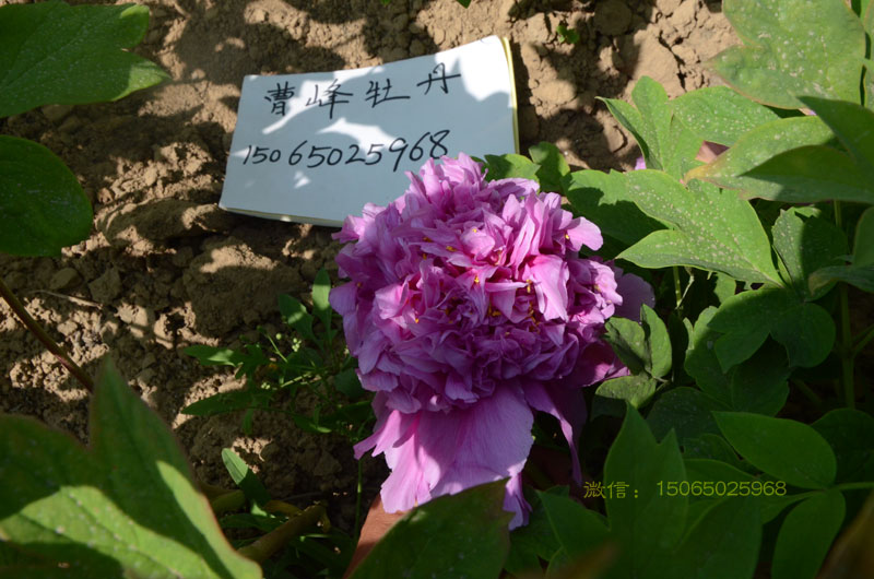 正宗魏紫牡丹图片.jpg