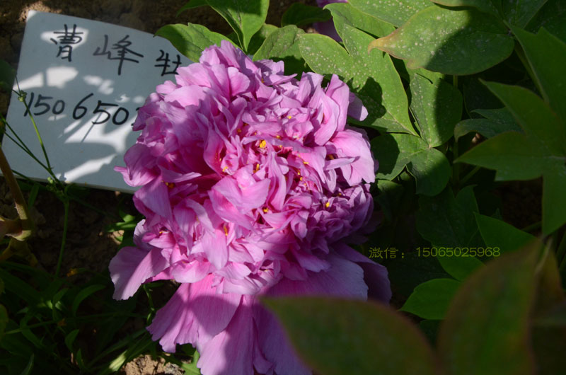 正宗魏紫牡丹图片 (7).jpg
