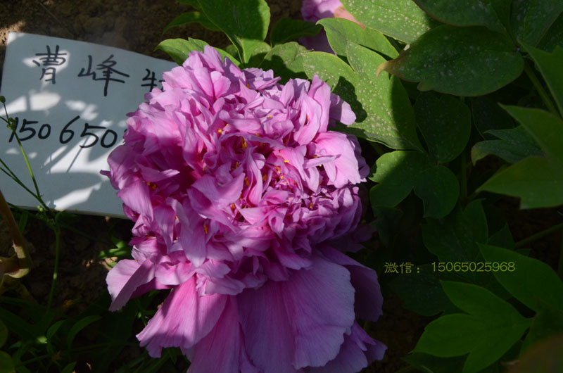 正宗魏紫牡丹图片 (3).jpg