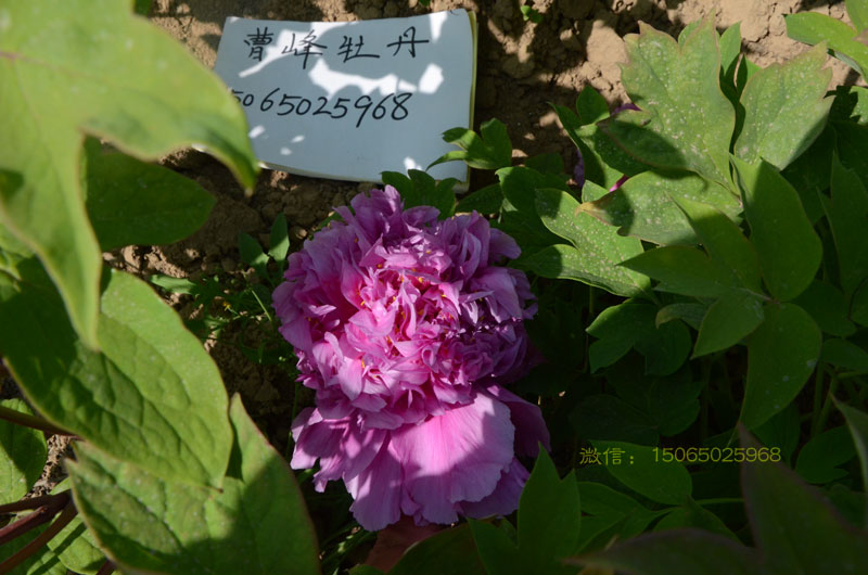 正宗魏紫牡丹图片 (4).jpg