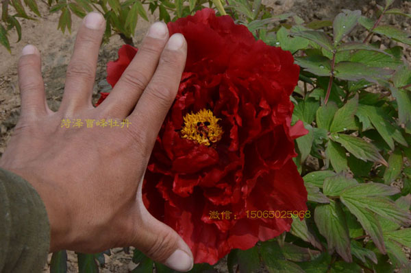 牡丹有红色的吗?大红色牡丹图 #231; #137;?(2).jpg