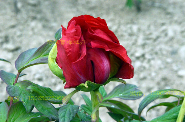 含苞欲放的牡丹大红色品种图片 (3).jpg